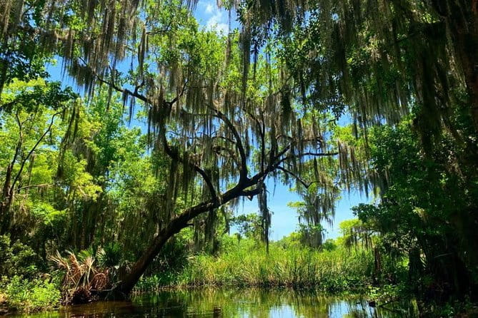 Large Airboat Swamp Tour with Transportation from New Orleans - Final Thoughts on the Swamp Tour Experience