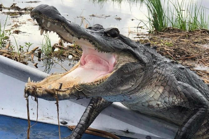 Large Airboat Swamp Tour with Transportation from New Orleans - Who Will Love This Tour?
