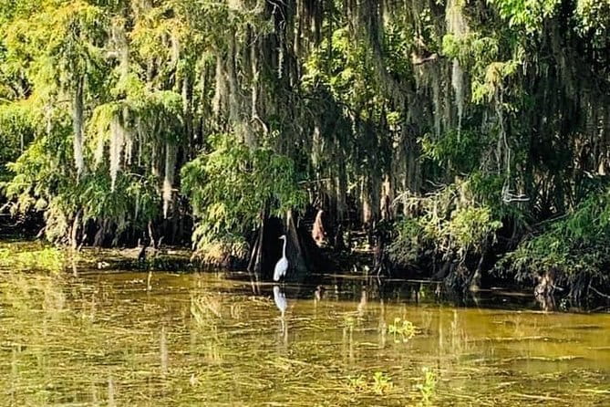 New Orleans Swamp Tour Boat Adventure - The Sum Up: Who Should Consider This Tour?