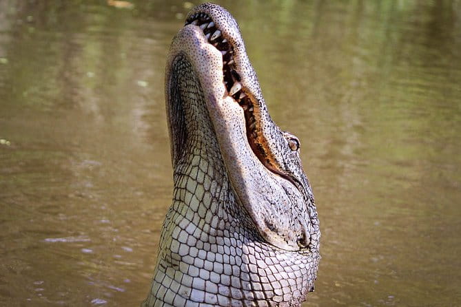 New Orleans Swamp Tour Boat Adventure with Transportation - Seasonality and Wildlife Spotting
