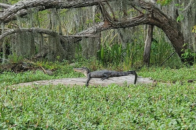 Small-Group Manchac Swamp Kayak Tour - Who Should Consider This Tour?