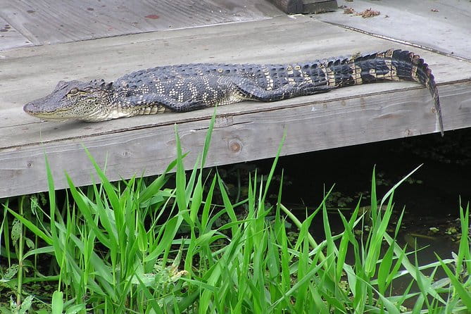 Airboat and Plantations Tour with Gourmet Lunch from New Orleans - Final Thoughts