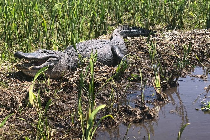 Guided Boat Tour of New Orleans Bayou and Wildlife - Weather, Clothing, and Preparation