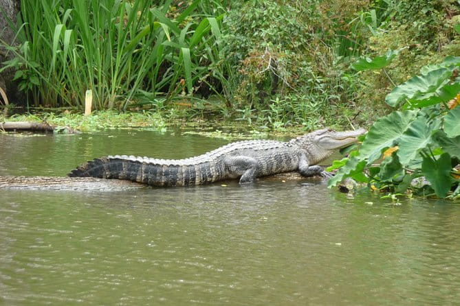 Honey Island Swamp Boat Tour - Authenticity and Local Flavor