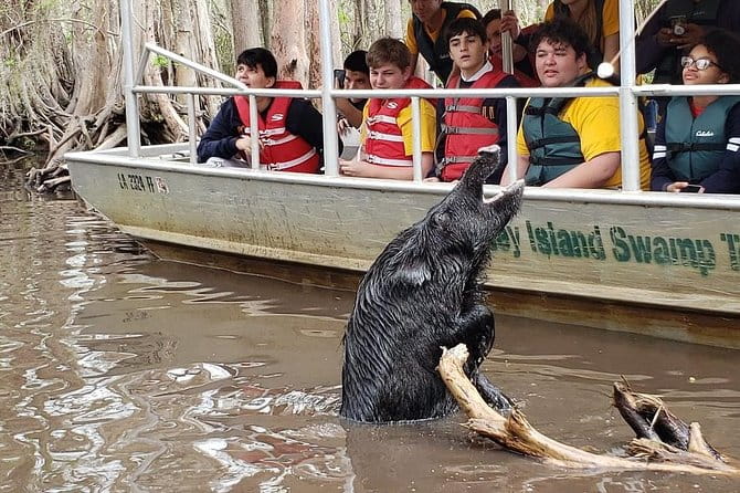 Honey Island Swamp Boat Tour - Final Thoughts