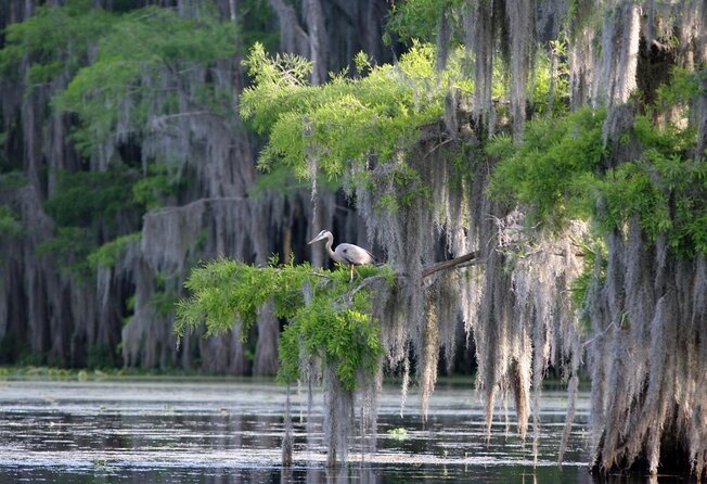 Honey Island Swamp Boat Tour with Transportation from New Orleans - Key Points