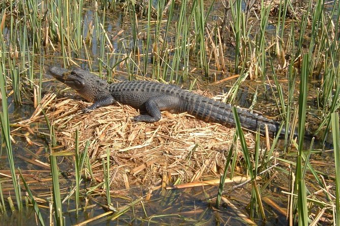 Honey Island Swamp Boat Tour with Transportation from New Orleans - FAQ