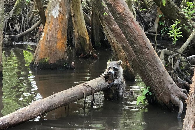 Honey Island Swamp Boat Tour with Transportation from New Orleans - Who Is This Tour Best For?