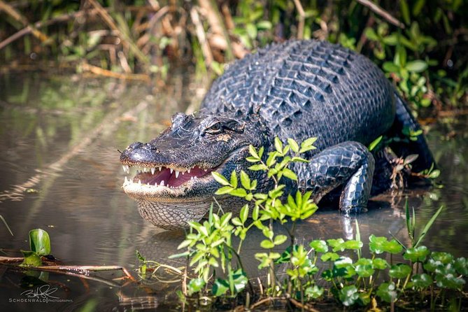 New Orleans Self-Transport Swamp and Bayou Boat Tour - The Itinerary: What to Expect