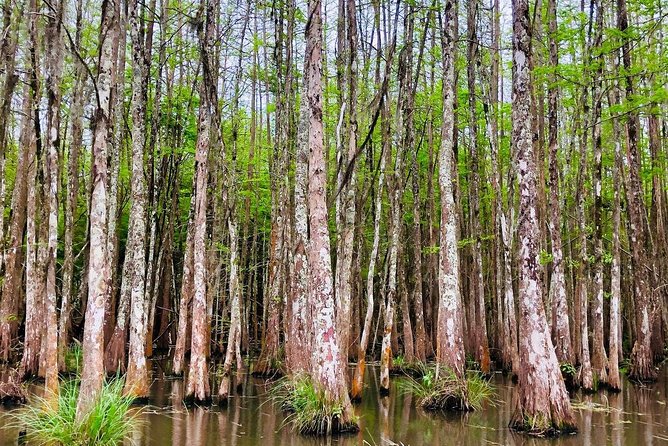 New Orleans Self-Transport Swamp and Bayou Boat Tour - Authentic Cajun Culture and Natural Beauty