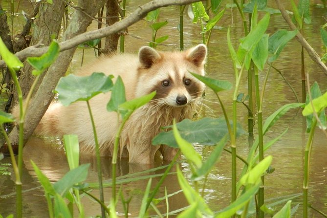 New Orleans Self-Transport Swamp and Bayou Boat Tour - Frequently Asked Questions