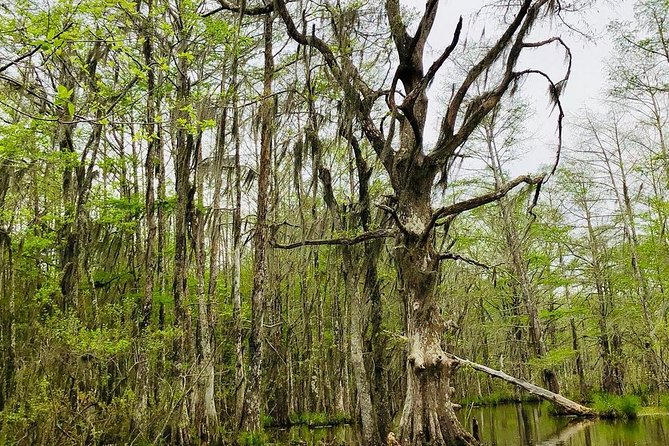 New Orleans Swamp and Bayou Boat Tour with Transportation - Why This Tour Matters