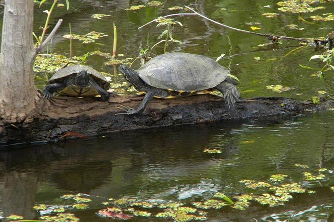 Jean Lafitte 90-Minute Swamp and Bayou Boat Tour - The Itinerary in Detail