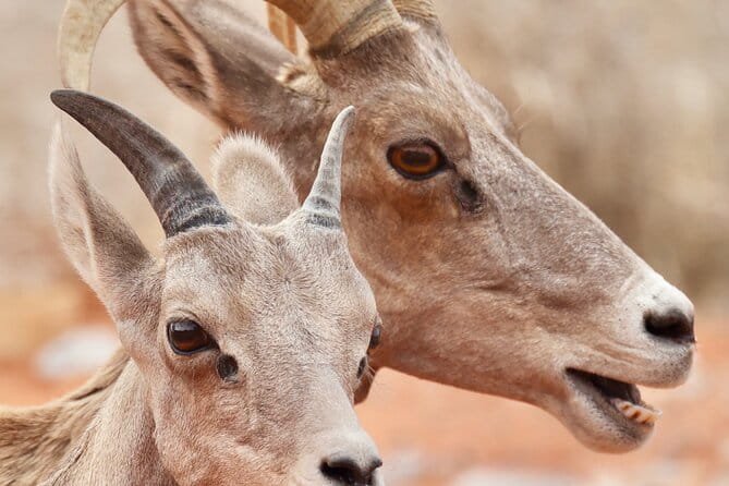 Valley of Fire and Red Rock Canyon Day Tour from Las Vegas - Who Should Book This Tour?