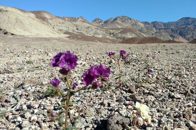 Best of Death Valley Small Group Day Tour from Las Vegas - Who Would Love This Tour?