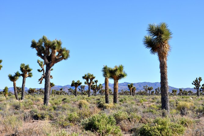 Area 51 Day Tour from Las Vegas with Alien and UFO Hotspots - Who Will Love This Tour?