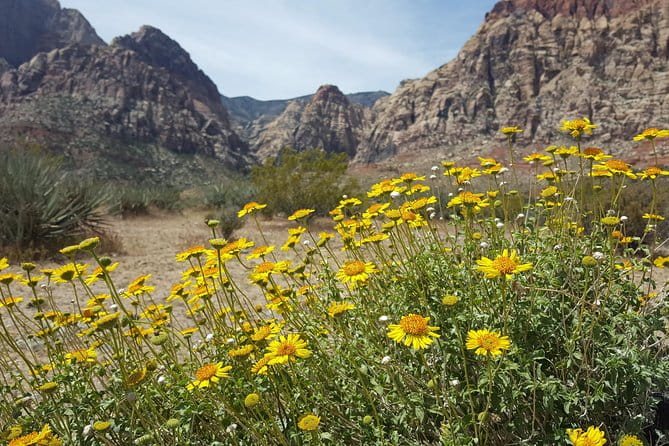 Red Rock Canyon eBike Half-Day Tour - Authentic Experiences and Authentic Insights