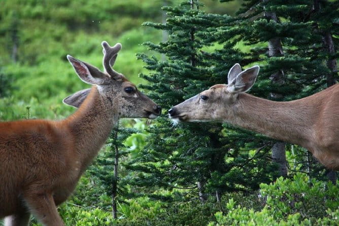 Best of Mount Rainier National Park from Seattle: All-Inclusive Small-Group Tour - Practical Tips for Your Trip