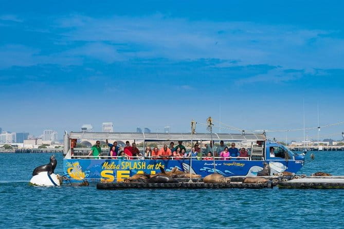 San Diego Shore Excursion: San Diego Seal Tour - The Sum Up