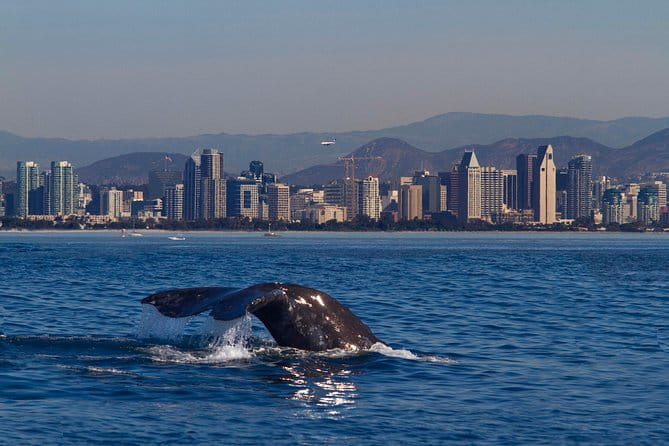 San Diego Whale Watching Cruise - The Sum Up: Is This Tour Worth It?