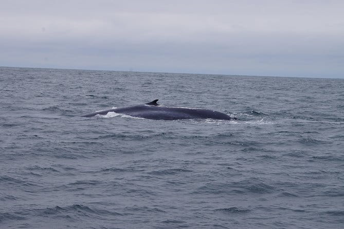 San Diego Whale Watching Cruise - FAQs