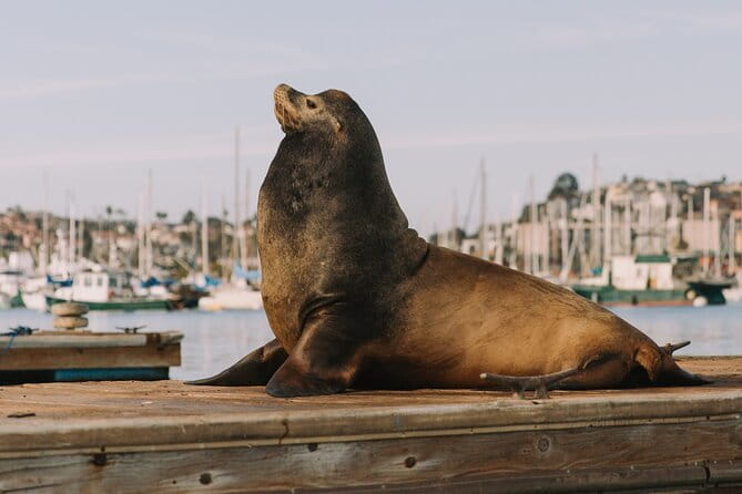 Glow Nightime Pedal Boat Rental in San Diego Bay - Final Thoughts
