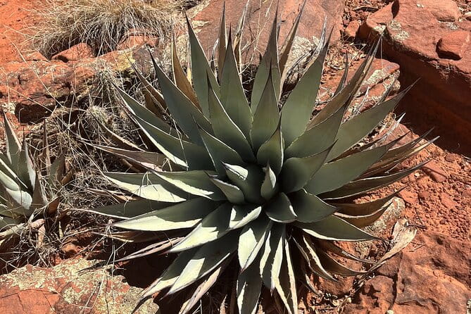 Sedona Magical Sightseeing Highlight Tour- 5 Stars - Who Should Consider This Tour?