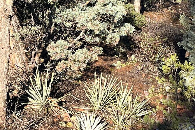 Sedona Magical Sightseeing Highlight Tour- 5 Stars - The Village and Local Highlights