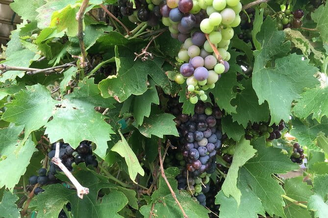 Arizona Winery All-Inclusive Tour with Lunch & Tastings - Analyzing the Value
