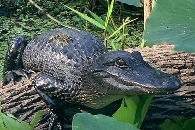 Airboat Adventure in Saint Augustine with a Guide - FAQ