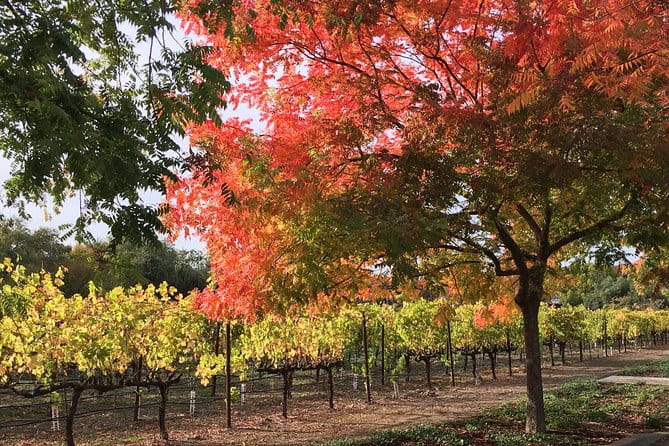 6 Hour Napa or Sonoma Valley Wine Tour by Private SUV - What Makes This Tour a Good Value