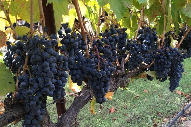 6 Hour Napa or Sonoma Valley Wine Tour by Private SUV - What to Expect at Each Winery