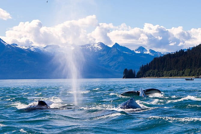 Juneau Whale Watching Adventure - Frequently Asked Questions