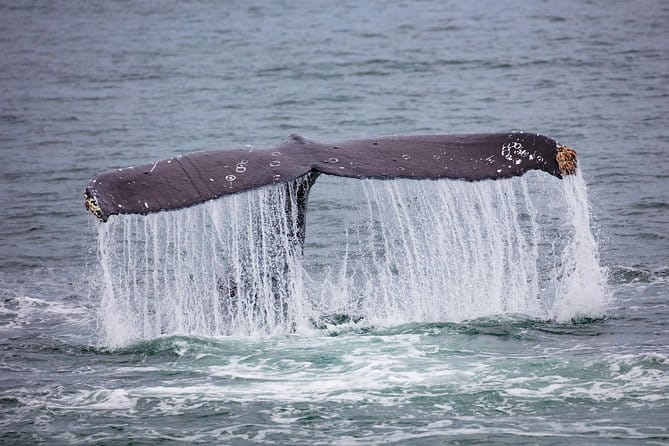 Mendenhall Glacier Visitor Center and Ultimate Whale Watch Combo - Why Guides and Equipment Matter