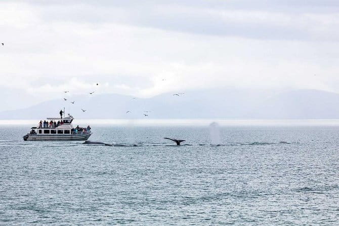 Mendenhall Glacier Visitor Center and Ultimate Whale Watch Combo - Practical Tips for Travelers