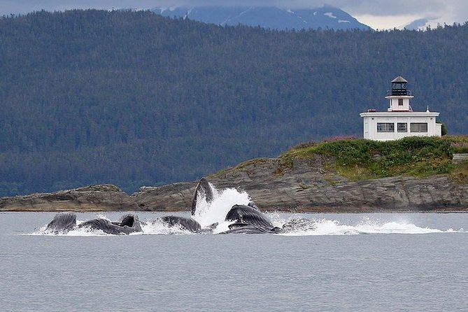 Ultimate Juneau Whale Watch Plus Mendenhall Glacier Photo Stop - FAQ