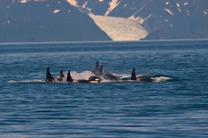 Ultimate Whale Watch and Tracy's Crab Shack Combo - Who Will Love This Tour?