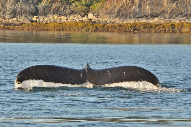 Ultimate Whale Watch and Tracy's Crab Shack Combo - Final Thoughts
