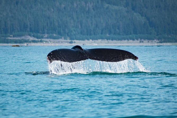 Narrated Whale Watching Cruise with Glacier View Stop - The Itinerary and Highlights