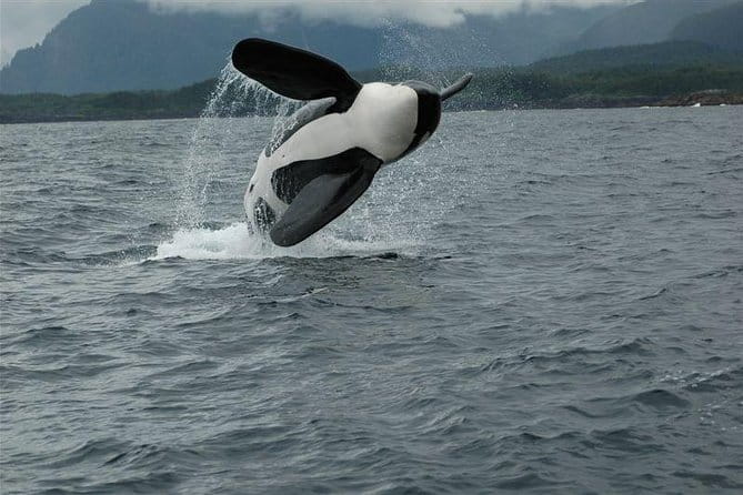 Narrated Whale Watching Cruise with Glacier View Stop - Analyzing the Value