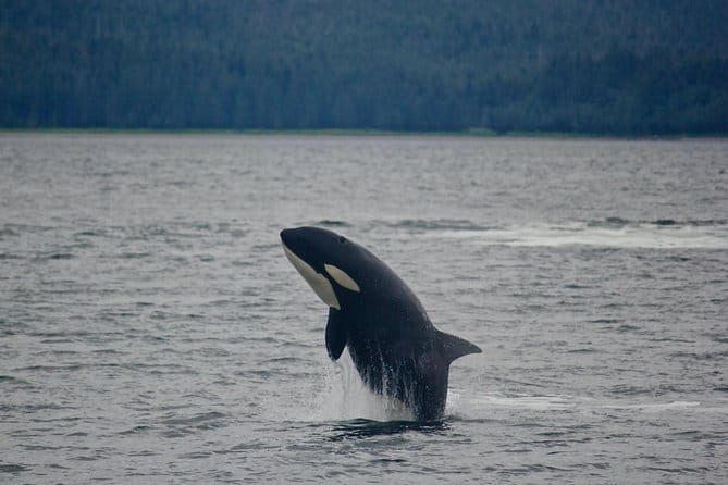 Narrated Whale Watching Cruise with Glacier View Stop - Practical Considerations