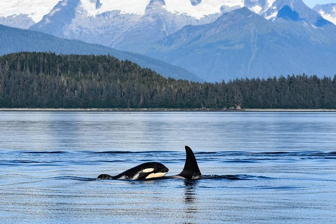 Narrated Whale Watching Cruise with Glacier View Stop - Final Thoughts
