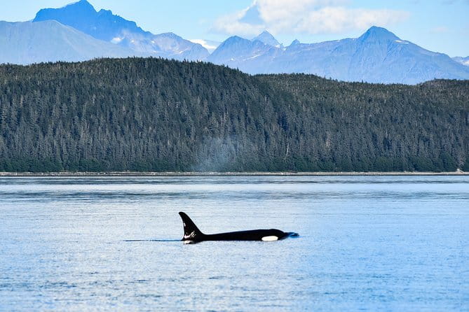 Narrated Whale Watching Cruise with Glacier View Stop - FAQ