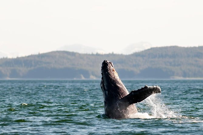 Juneau Wildlife Whale Watching - The Bottom Line: Is It Worth It?