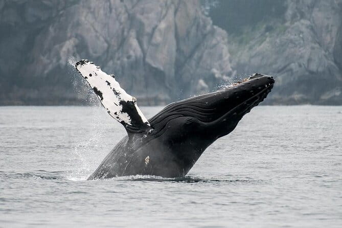 Juneau Wildlife Whale Watching - Final Thoughts for the Wise Traveler