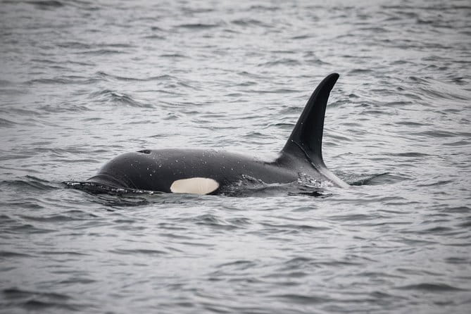 Wildlife Viewing and Whale Watching Quest - Frequently Asked Questions