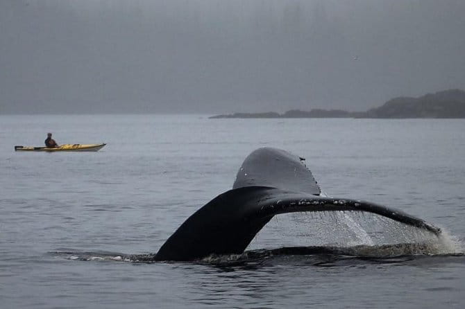 Ketchikan Kayak Eco-Tour - FAQ: Common Questions About the Ketchikan Kayak Eco-Tour