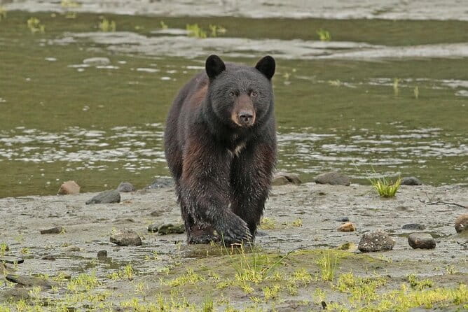 Alaska Native Cultural and Wildlife Adventure - The Value of the Tour and Practical Details