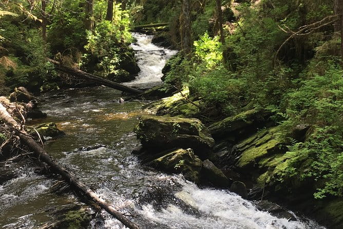 3 Hour Rainforest Walk & Totem Park Wild Wolf Tours - Practical Tips