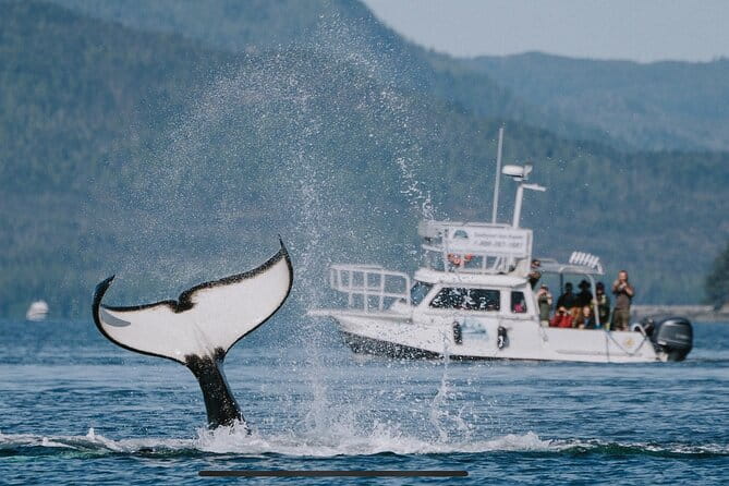 Orca Cove Sea Kayaking - The Value of This Experience